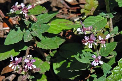 Cuphea racemosa, photographed by Hugo Hulsberg