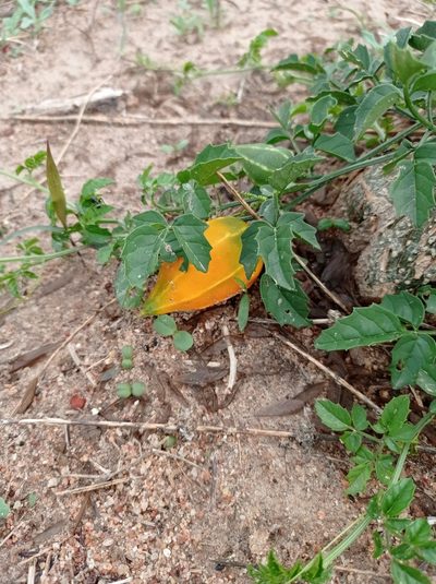 Momordica rostrata, photographed by Martin Tlustos