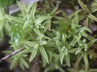 Tortella flavovirens, photographed by Michel Langeveld
