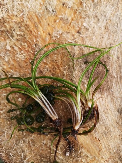 Isoetes echinospora, photographed by Anastasia Titovets