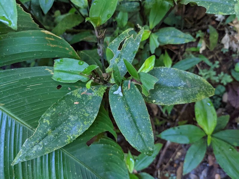 Tradescantia schippii, photographed by Trevor Van Loon