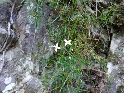Moehringia muscosa, photographed by Josep Gesti
