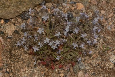 Aliciella pinnatifida, photographed by Brian Finzel