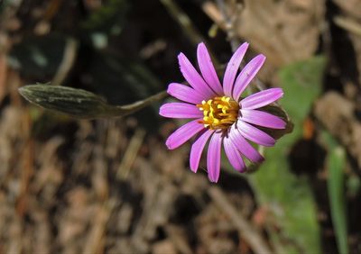 Onoseris alata, photographed by Hugo Hulsberg