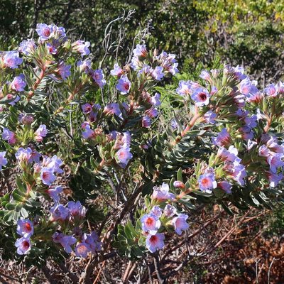 Lobostemon fruticosus, photographed by Diana Studer