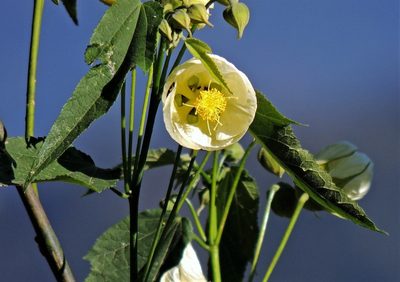 Callianthe nivea, photographed by Hugo Hulsberg