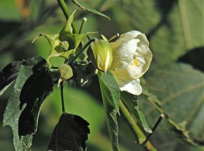 Callianthe nivea, photographed by Hugo Hulsberg