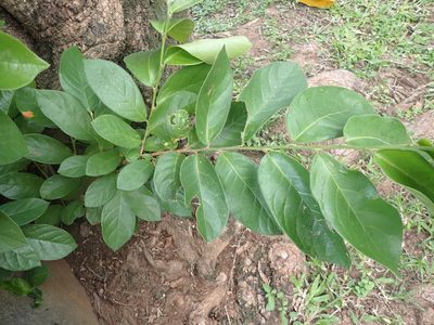 Antidesma venosum, photographed by Margaret Burger