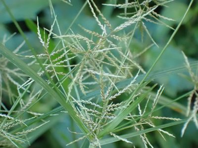 Cyperus distans, photographed by Margaret Burger
