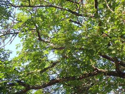 Albizia versicolor