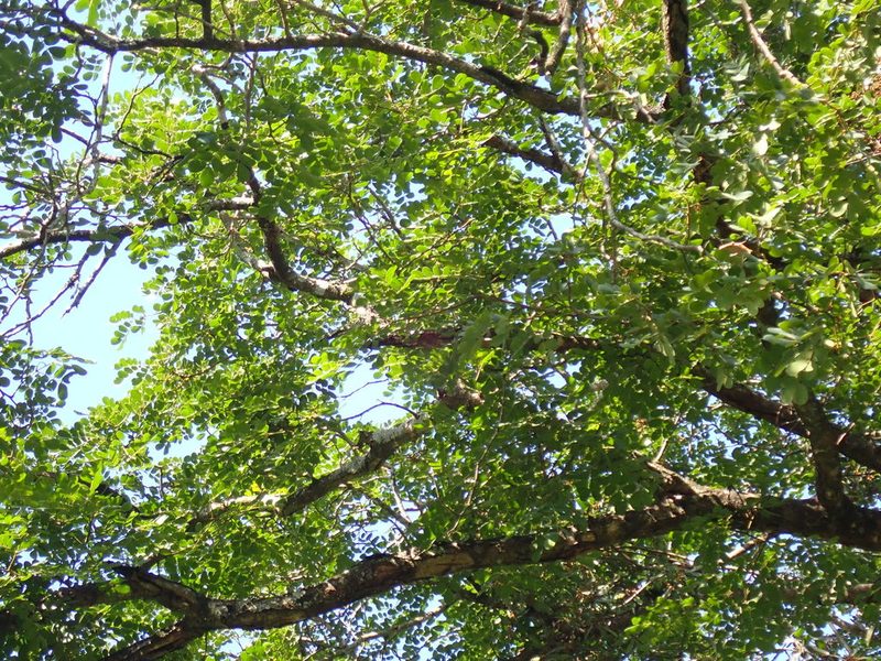 Albizia versicolor, photographed by Margaret Burger