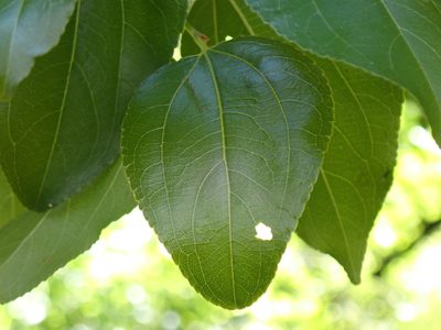 Ziziphus mucronata, photographed by Margaret Burger