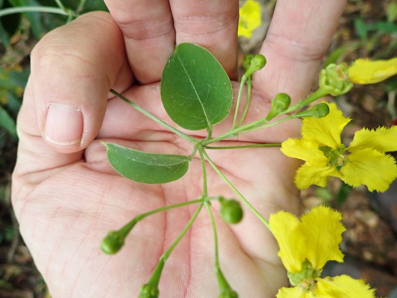 Stigmaphyllon ellipticum, photographed by keesgroenendijk