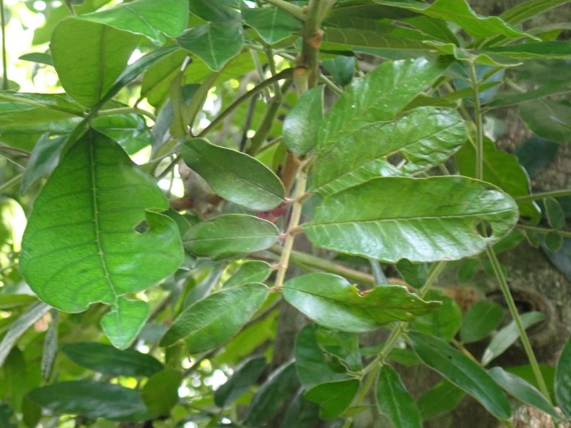 Trichilia emetica, photographed by Margaret Burger
