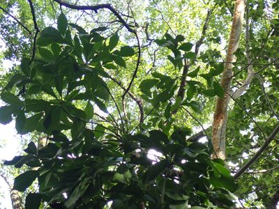 Cussonia spicata, photographed by Margaret Burger