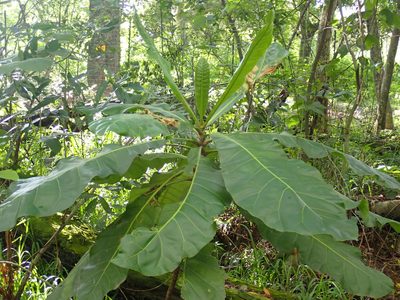 Anthocleista grandiflora