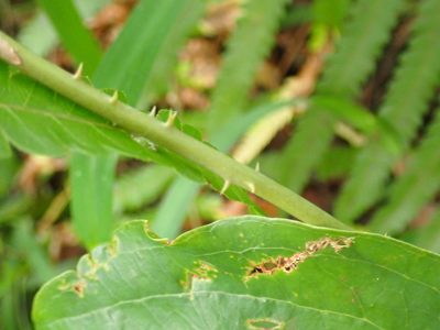 Smilax anceps, photographed by Margaret Burger