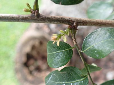 Phyllanthus reticulatus, photographed by Margaret Burger
