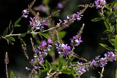 Desmodium cuneatum, photographed by Hugo Hulsberg