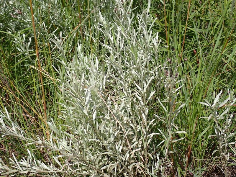 Hilliardiella aristata, photographed by Margaret Burger