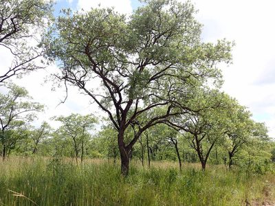Terminalia sericea, photographed by Margaret Burger