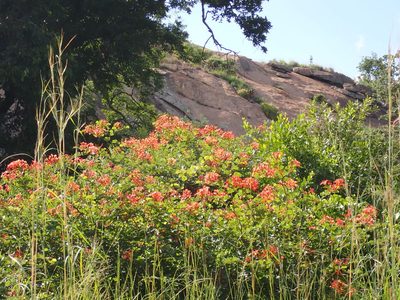 Bauhinia galpinii, photographed by Margaret Burger