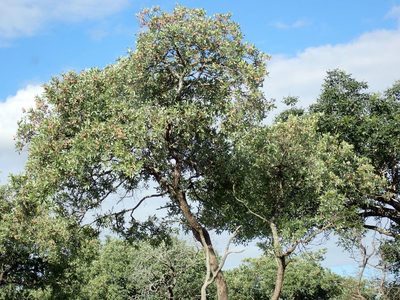 Terminalia sericea, photographed by Margaret Burger