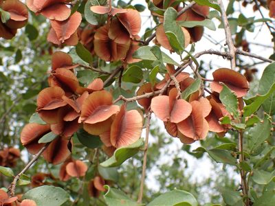 Combretum hereroense, photographed by Margaret Burger