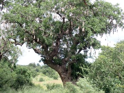 Kigelia africana, photographed by Margaret Burger
