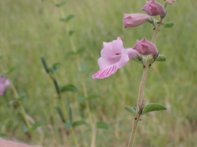 Sesamum trilobum, photographed by Margaret Burger
