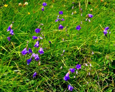 Campanula collina, photographed by Fyodor Pudovikov