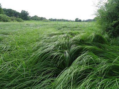 Carex buekii, photographed by Grzegorz Grzejszczak