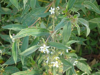 Chaetogastra longifolia, photographed by keesgroenendijk