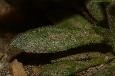 Draba aurea, photographed by Brian Finzel