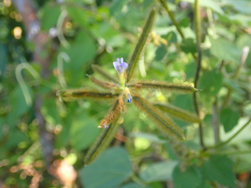 Calopogonium mucunoides, photographed by keesgroenendijk