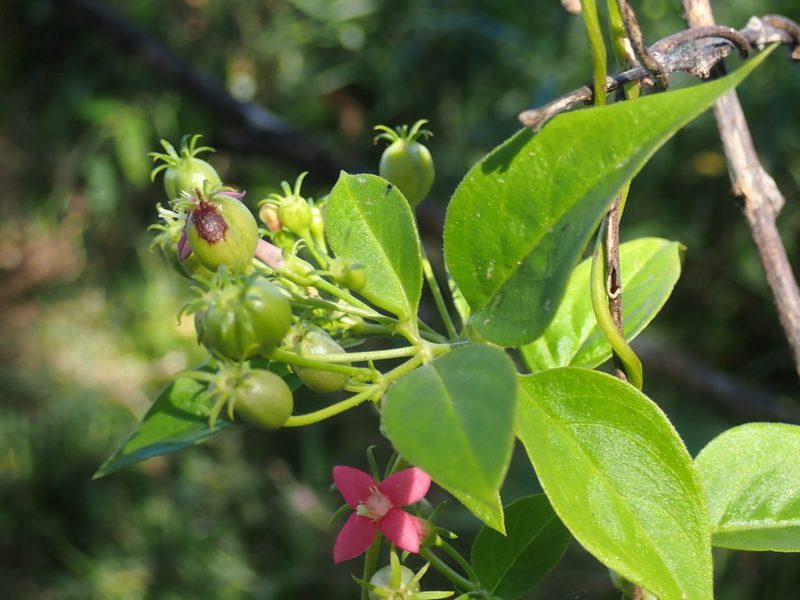 Manettia reclinata, photographed by keesgroenendijk