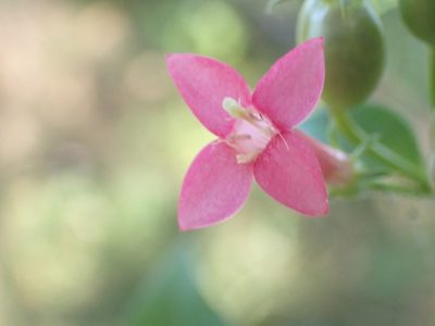 Manettia reclinata, photographed by keesgroenendijk