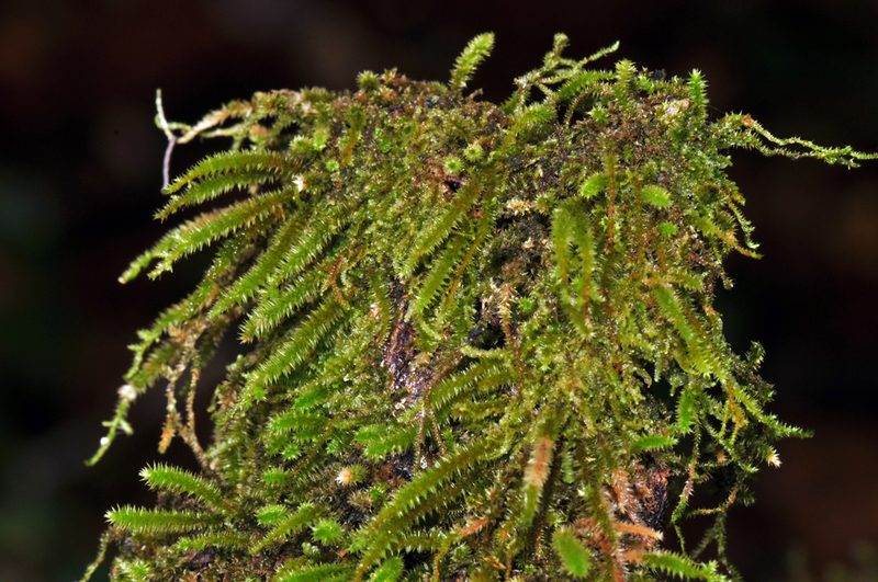 Cryphaea glomerata, photographed by Tom Kennedy