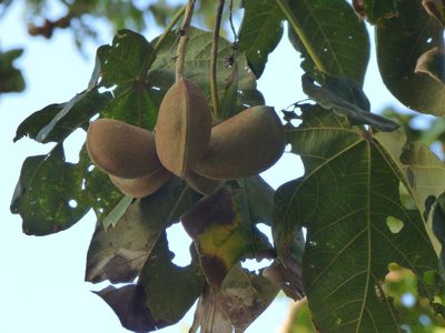 Sterculia apetala, photographed by Daniel van der Post