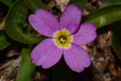 Primula angustifolia, photographed by Brian Finzel