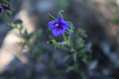 Glandora prostrata, photographed by Vicente Lopes