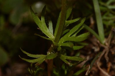 Ranunculus adoneus, photographed by Brian Finzel
