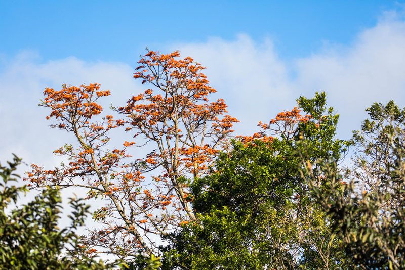 Erythrina poeppigiana, photographed by Melissa McMasters
