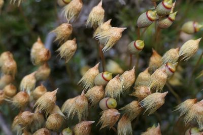 Pogonatum nanum, photographed by Rafael Medina