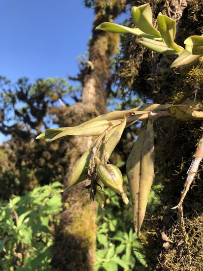 Epidendrum spicatum, photographed by Skjold Søndergaard