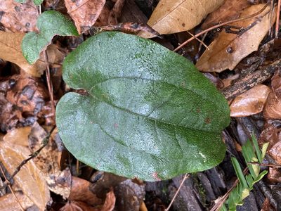 Smilax pumila, photographed by Lauren Gillett