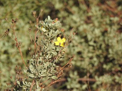 Cistus halimifolius, photographed by Duarte Frade