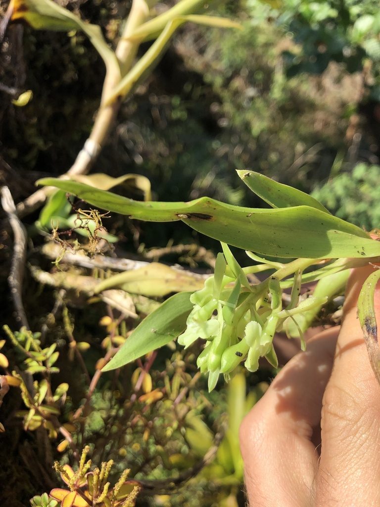 Epidendrum spicatum, photographed by Skjold Søndergaard