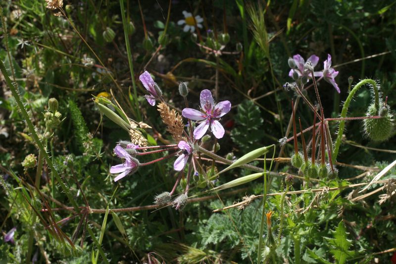 Erodium sebaceum, photographed by Oleg Kosterin