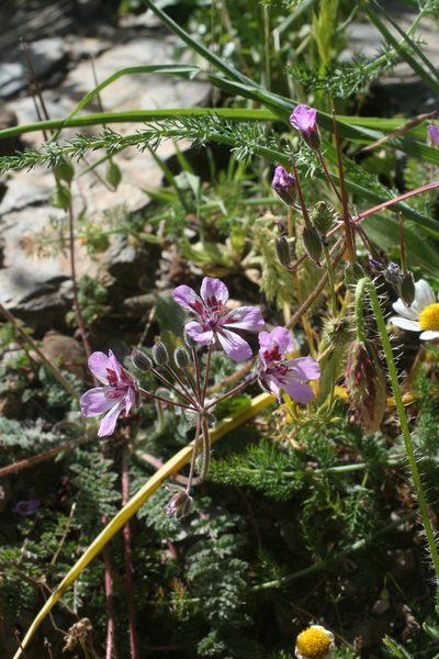 Erodium sebaceum, photographed by Oleg Kosterin